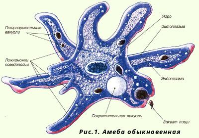 Амеба - одно из видов животных в природе