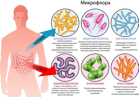 Бактерии и микроорганизмы