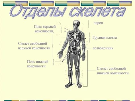 Биология и строение тела