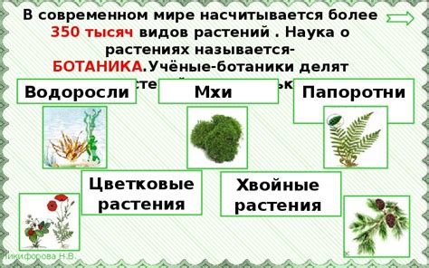 Богатство и разнообразие растительной пищи