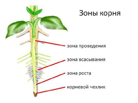 Взаимодействие корня с другими органами растения