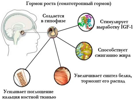 Воздействие гормона роста на организм