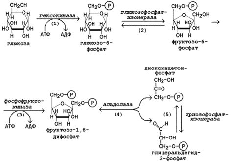 Глюкоза: ее роль и процессы