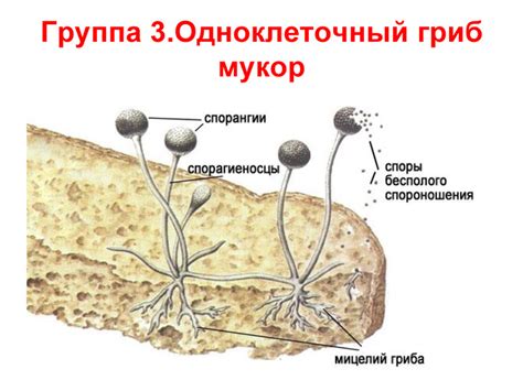 Грибы - обладают хитиновой клеточной стенкой