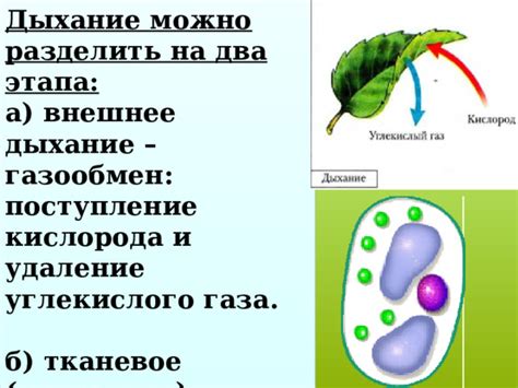 Дыхание и удаление углекислого газа