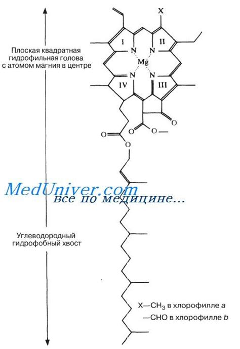 Зависимость от пигмента хлорофилла