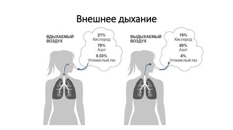 Значение дыхания для живых существ