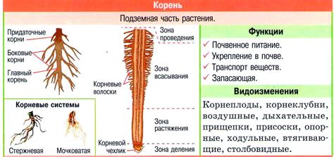 Значение и функции корня