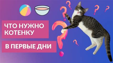 Как помочь своему коту?