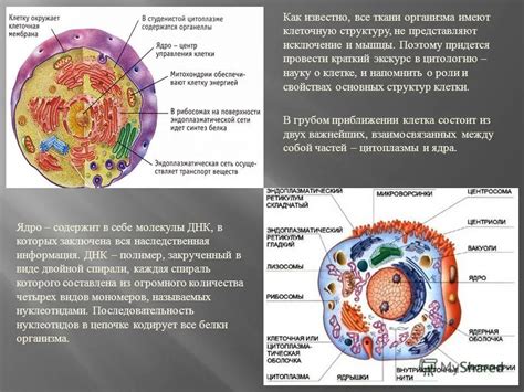 Клеточное устройство и состав тела