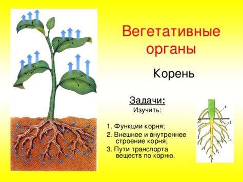 Корень и поглощение питательных веществ