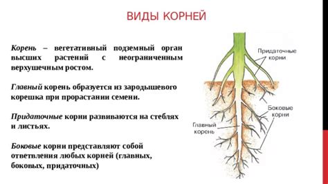 Корень и фиксация растения в почве