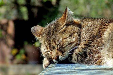 Кошачий инстинкт и его влияние на поведение