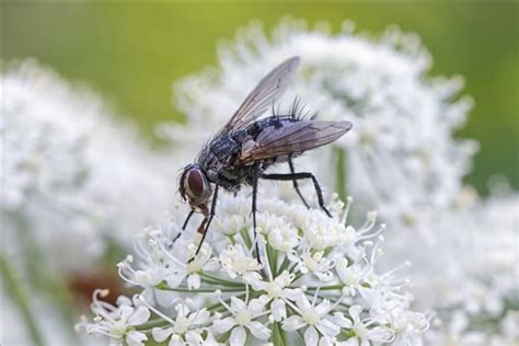 Механизм спячки мух зимой