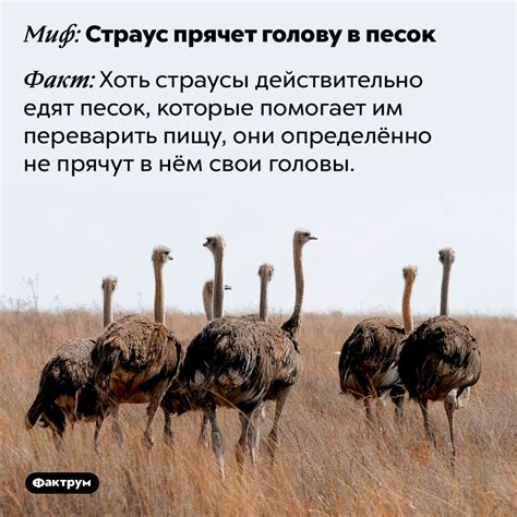 Миф о страусах и песке