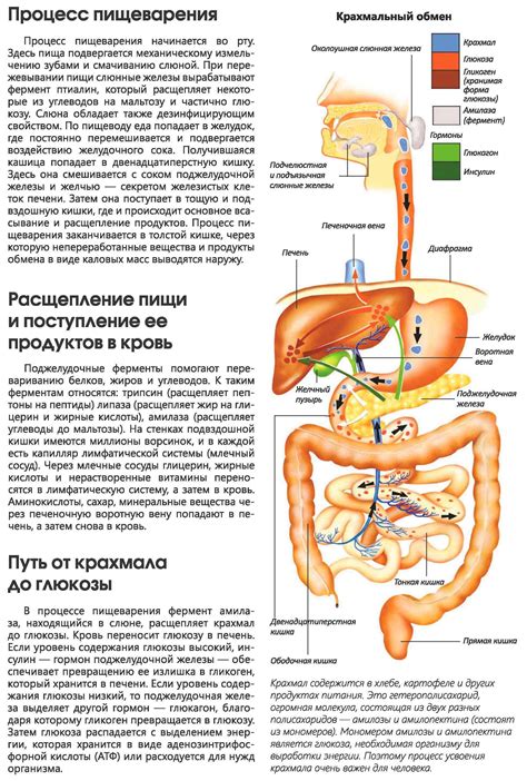 Нагрузка на пищеварительную систему