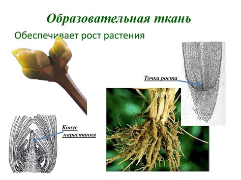 Образование и рост корня