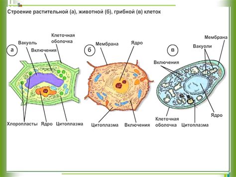 Организация клеток грибов