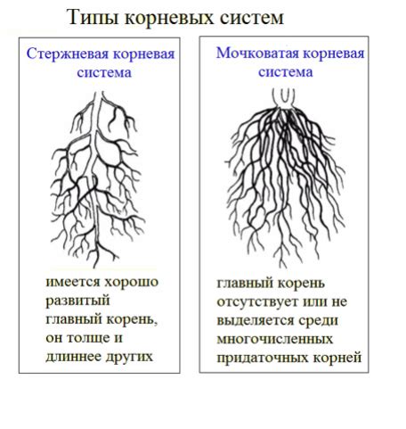 Переросший корневой системы