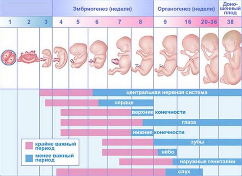 Поведение ребенка в разные периоды беременности