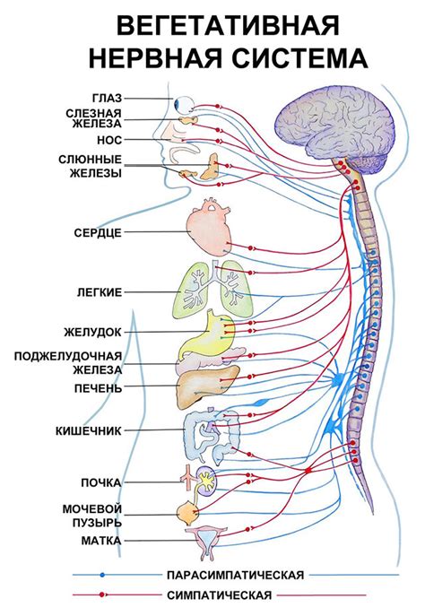Почему вегетативная нервная система