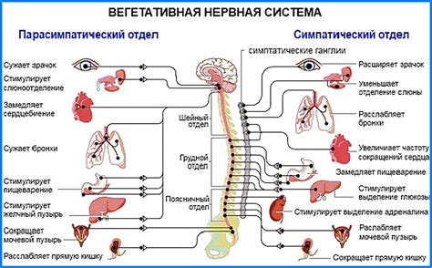 Почему вегетативная нервная система называется вегетативной