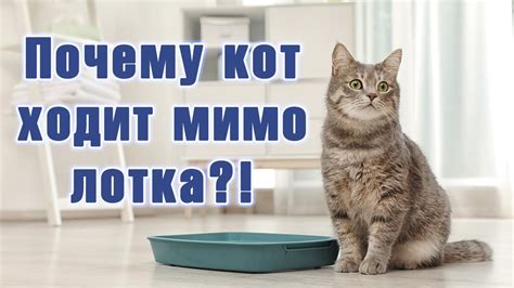 Почему кошка идет мимо лотка