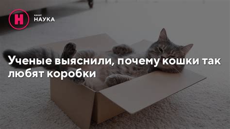 Почему кошки предпочитают коробки: научные обоснования этого увлекательного поведения