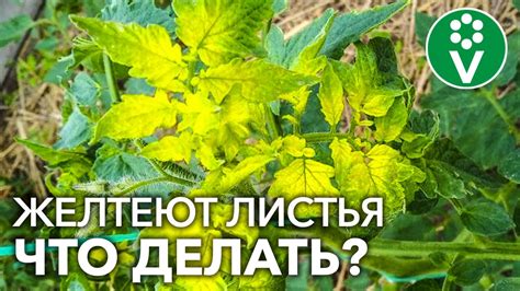 Почему листья рассады помидор желтеют?