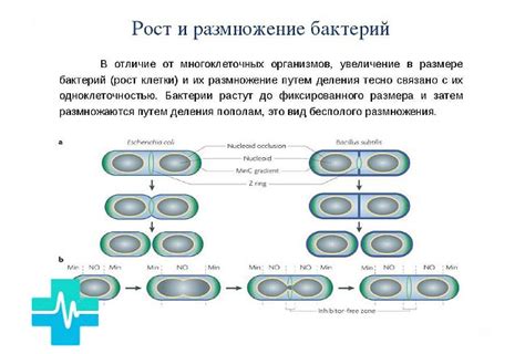 Причина №3: Риск размножения бактерий