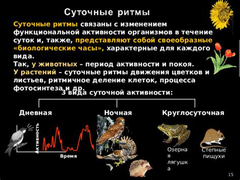 Причины, объясняющие изменение активности животных в различное время суток