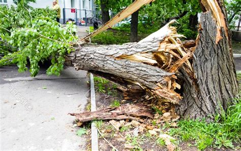 Причины осыпания елок в городских условиях