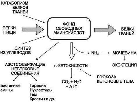 Процессы, обеспечивающие равновесие глюкозы в организме