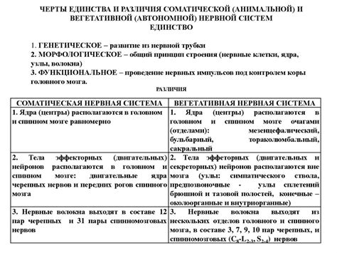 Различие соматической и вегетативной систем