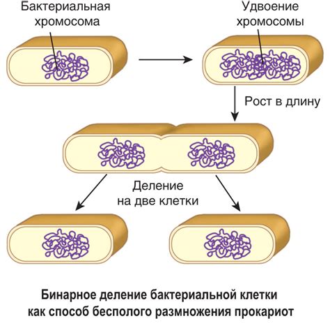 Размножение бактерий