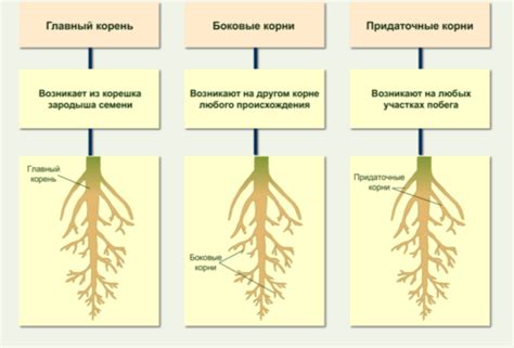 Роль корня в развитии и выживаемости растения