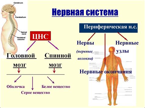 Роль нервной системы и эффект перегрузки