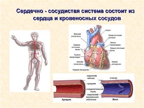 Сердечно-сосудистая система и пульс