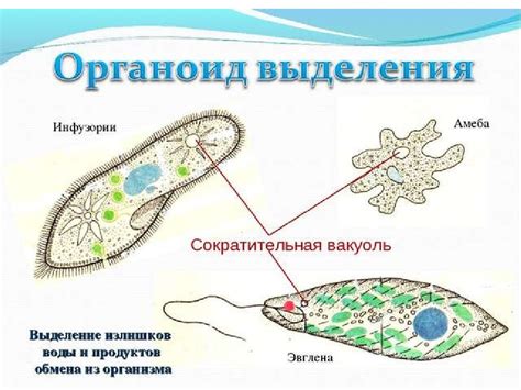 Сравнение амебы с другими представителями царства животных