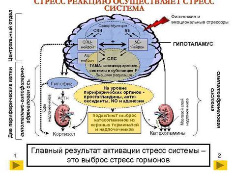 Стрессоры и саморегуляция