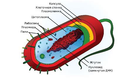 Структура бактерий