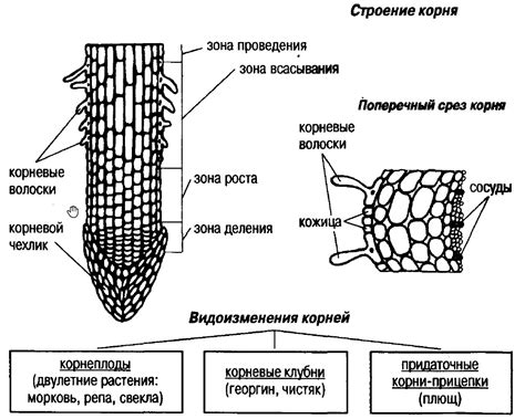 Структура и особенности корня