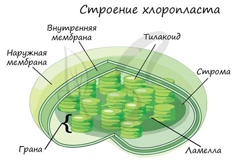 Структура хлоропластов