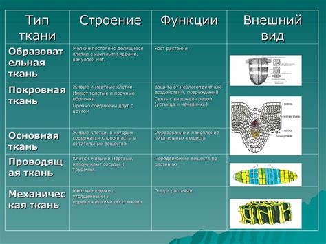 Уникальное строение и функции