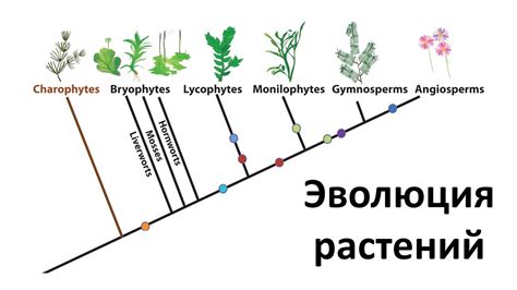 Эволюционные причины классификации растений